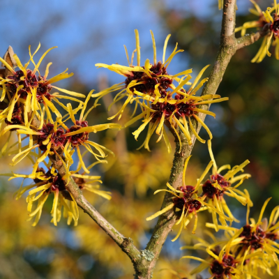 Toverbloemen