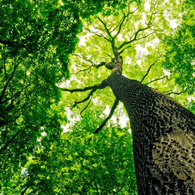 Bomen over luchtvervuiling