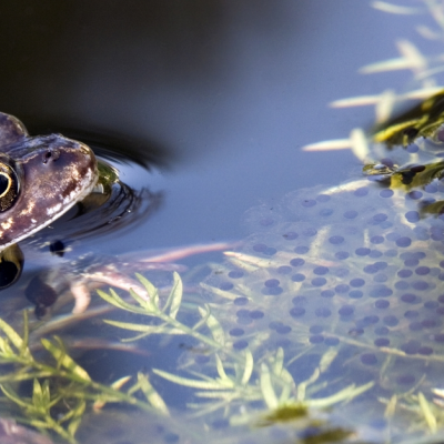 Waterwerken