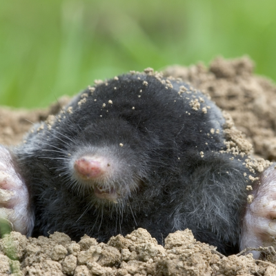 Wat te doen met de mol?