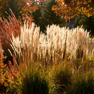 Gras staat gezellig