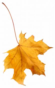 leaf-4